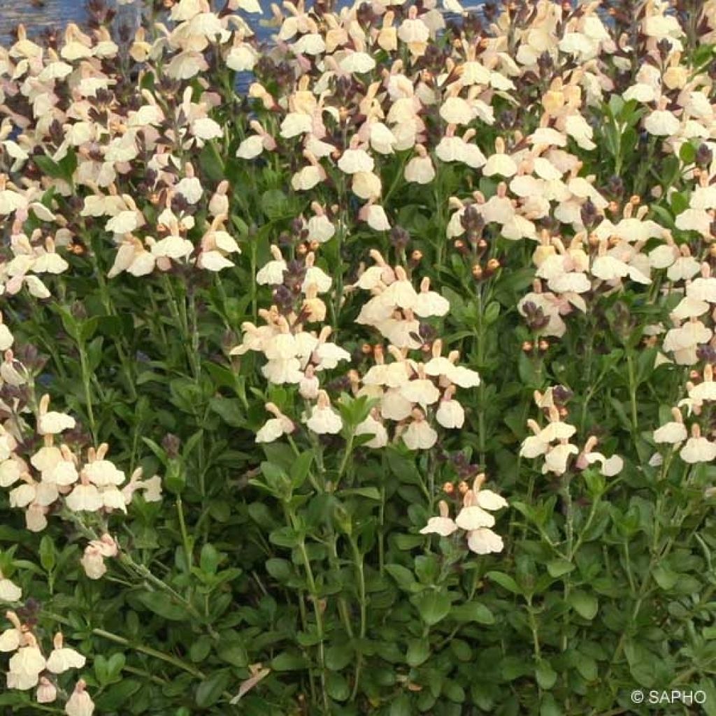 Salvia jamensis Melen