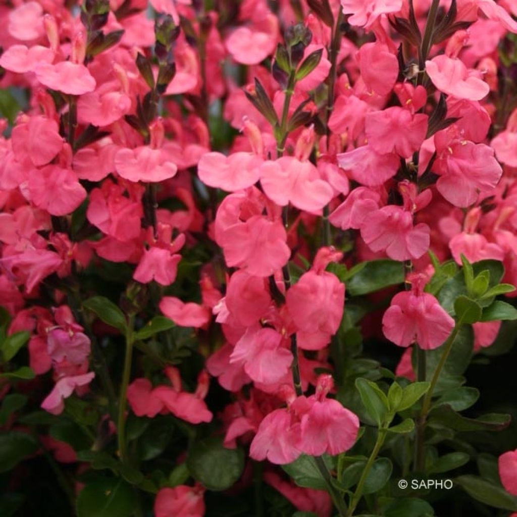 Salvia jamensis Pluenn