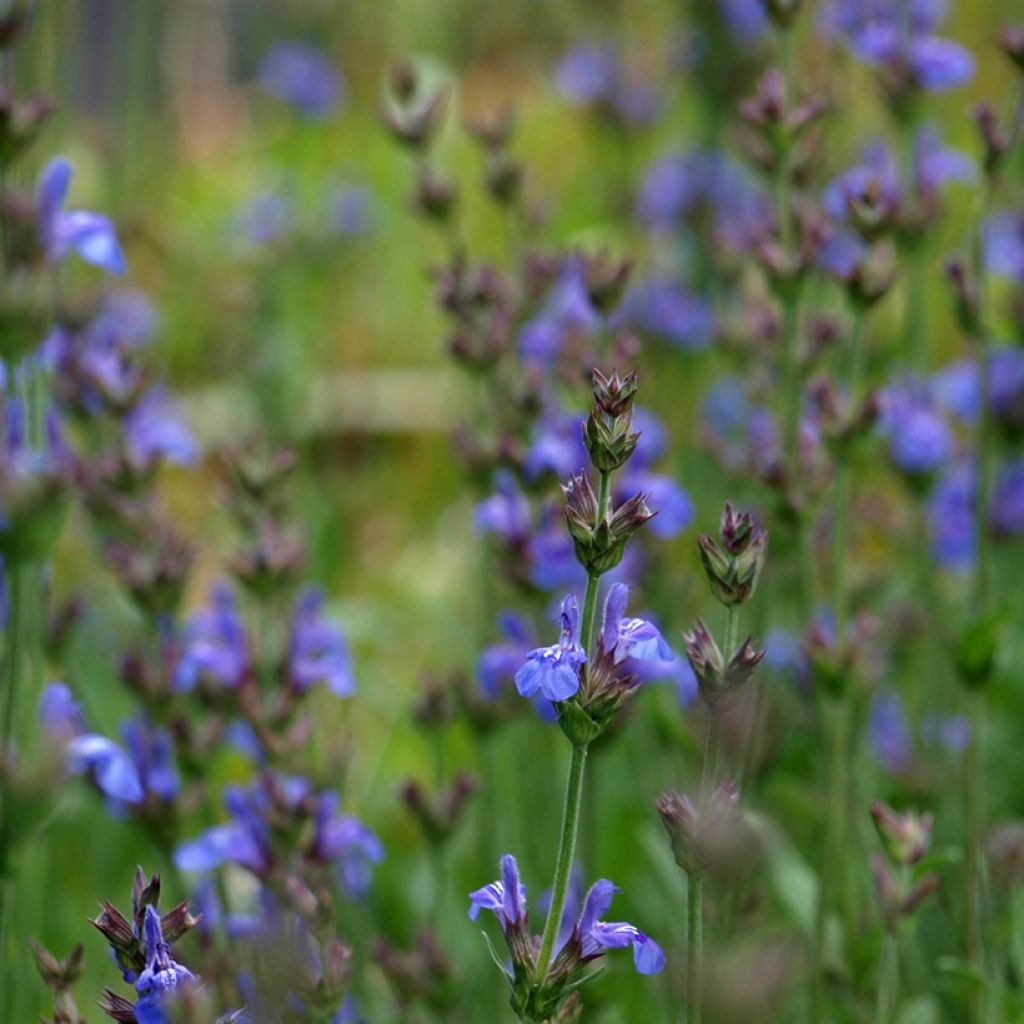 Lavendelblättriger Salbei - Salvia lavandulifolia