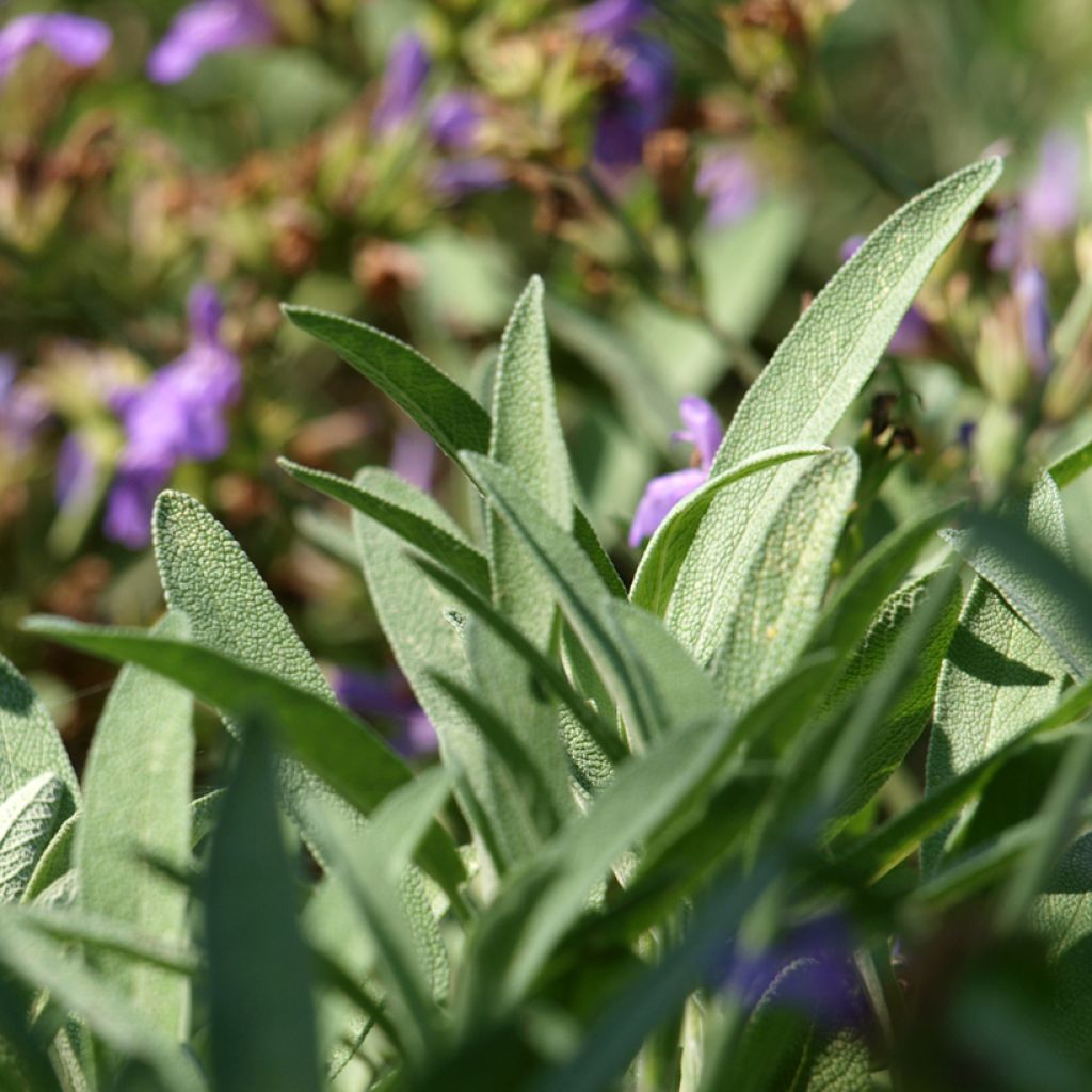 Lavendelblättriger Salbei - Salvia lavandulifolia