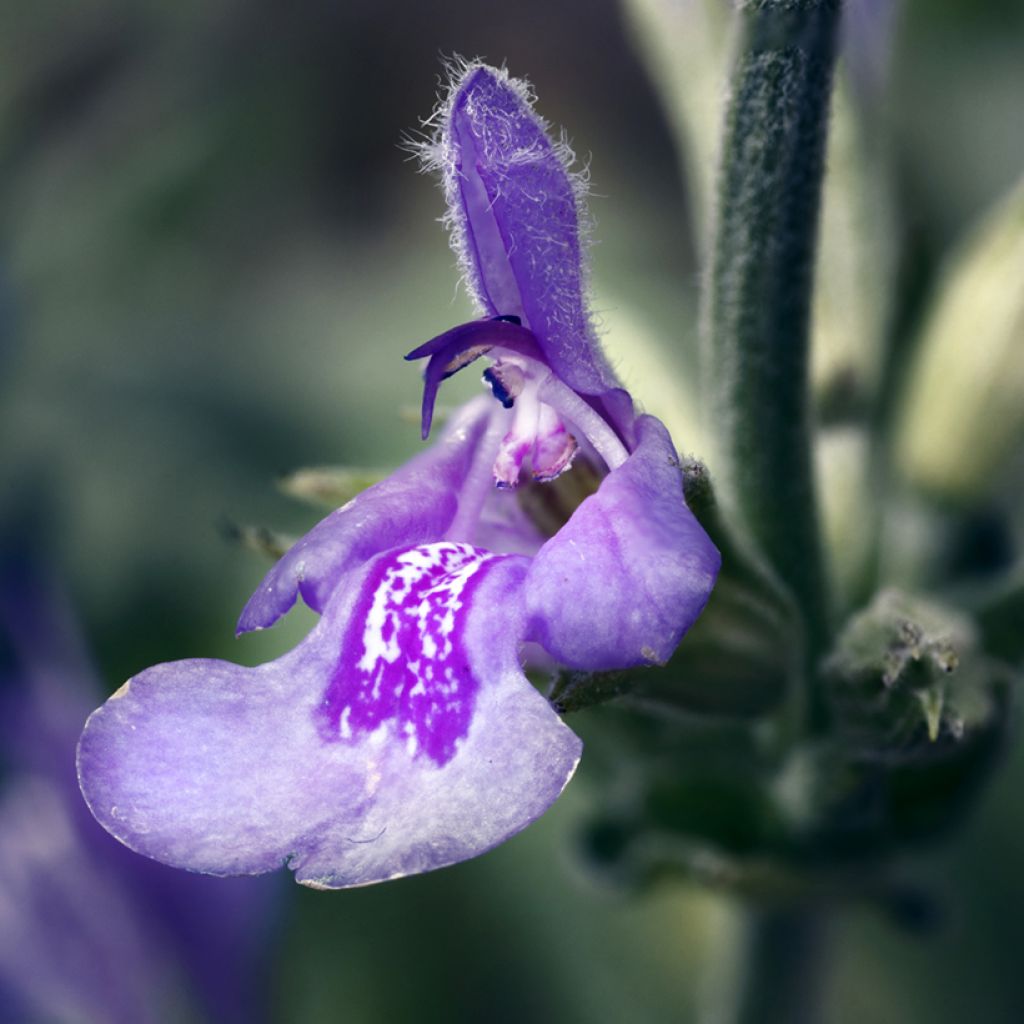 Lavendelblättriger Salbei - Salvia lavandulifolia