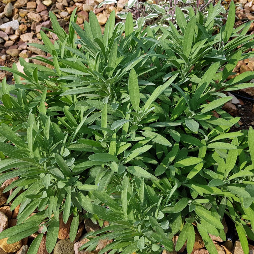 Lavendelblättriger Salbei - Salvia lavandulifolia