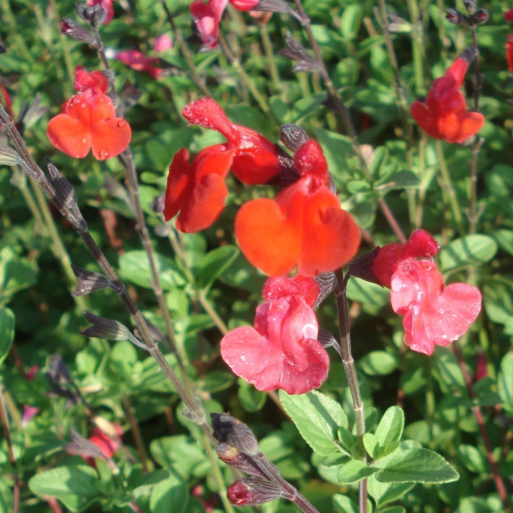 Salvia microphylla Royal Bumble