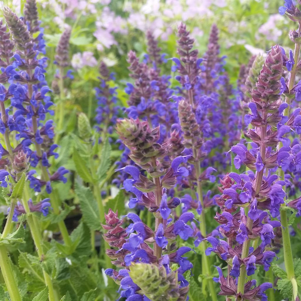 Salvia nemorosa April Night - Steppen-Salbei