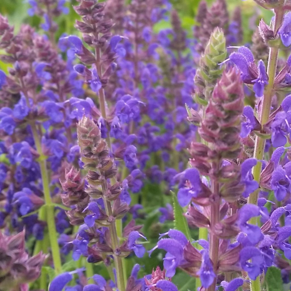 Salvia nemorosa April Night - Sauge des bois