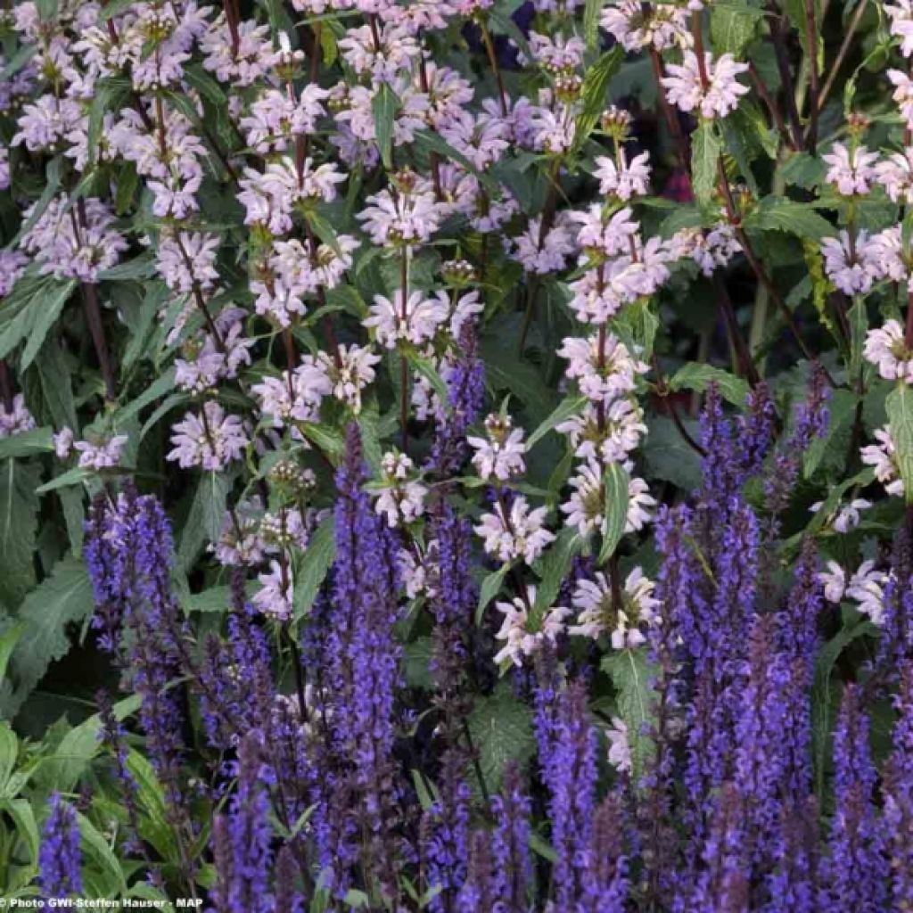 Salvia nemorosa Blauhügel - Steppen-Salbei