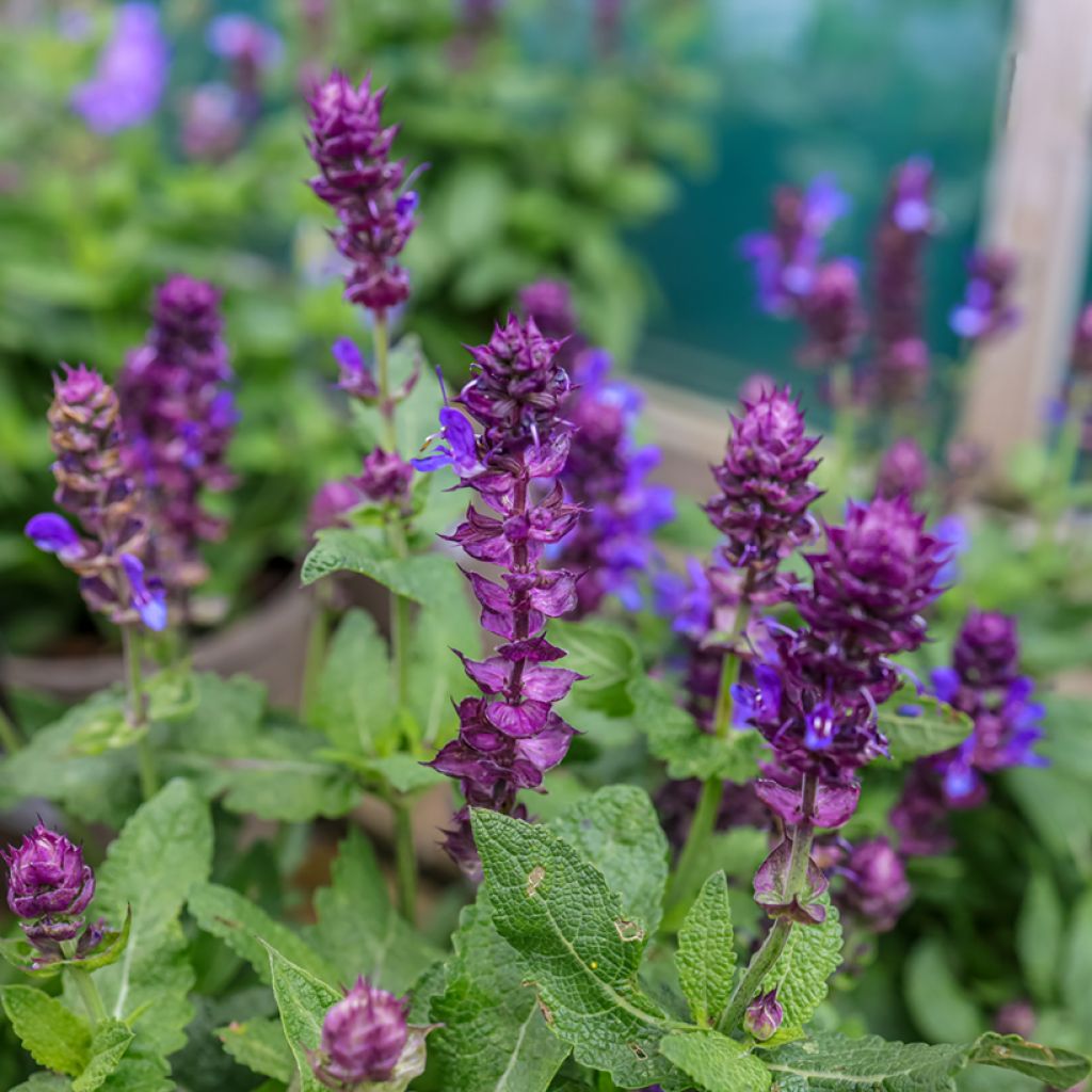 Salvia nemorosa Blue Marvel - Steppen-Salbei