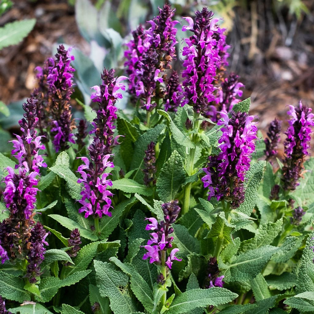 Salvia nemorosa Bumbleberry - Steppen-Salbei