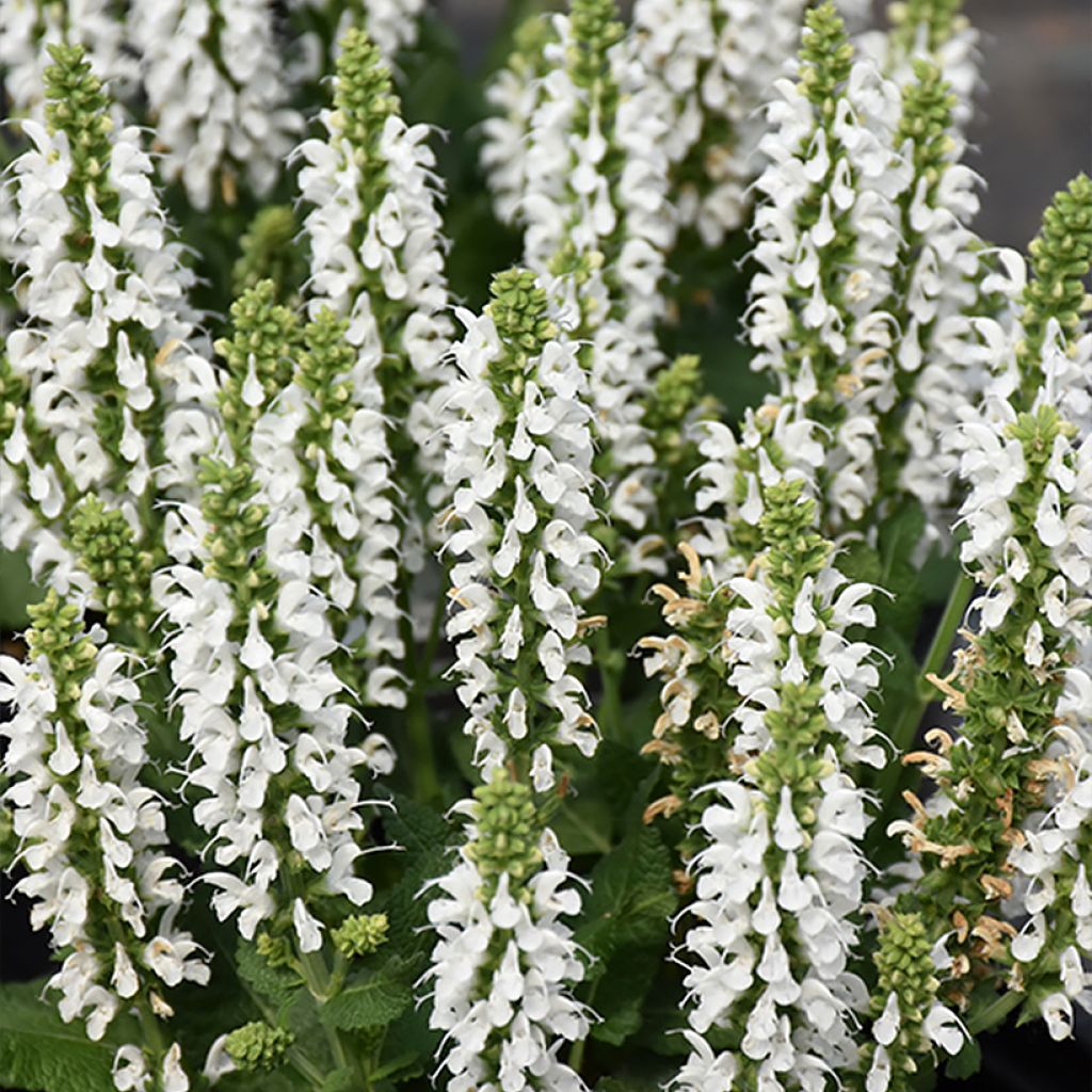 Salvia nemorosa Bumblesnow - Steppen-Salbei