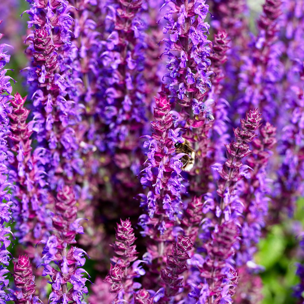 Salvia nemorosa Caradonna Compact - Sauge des bois