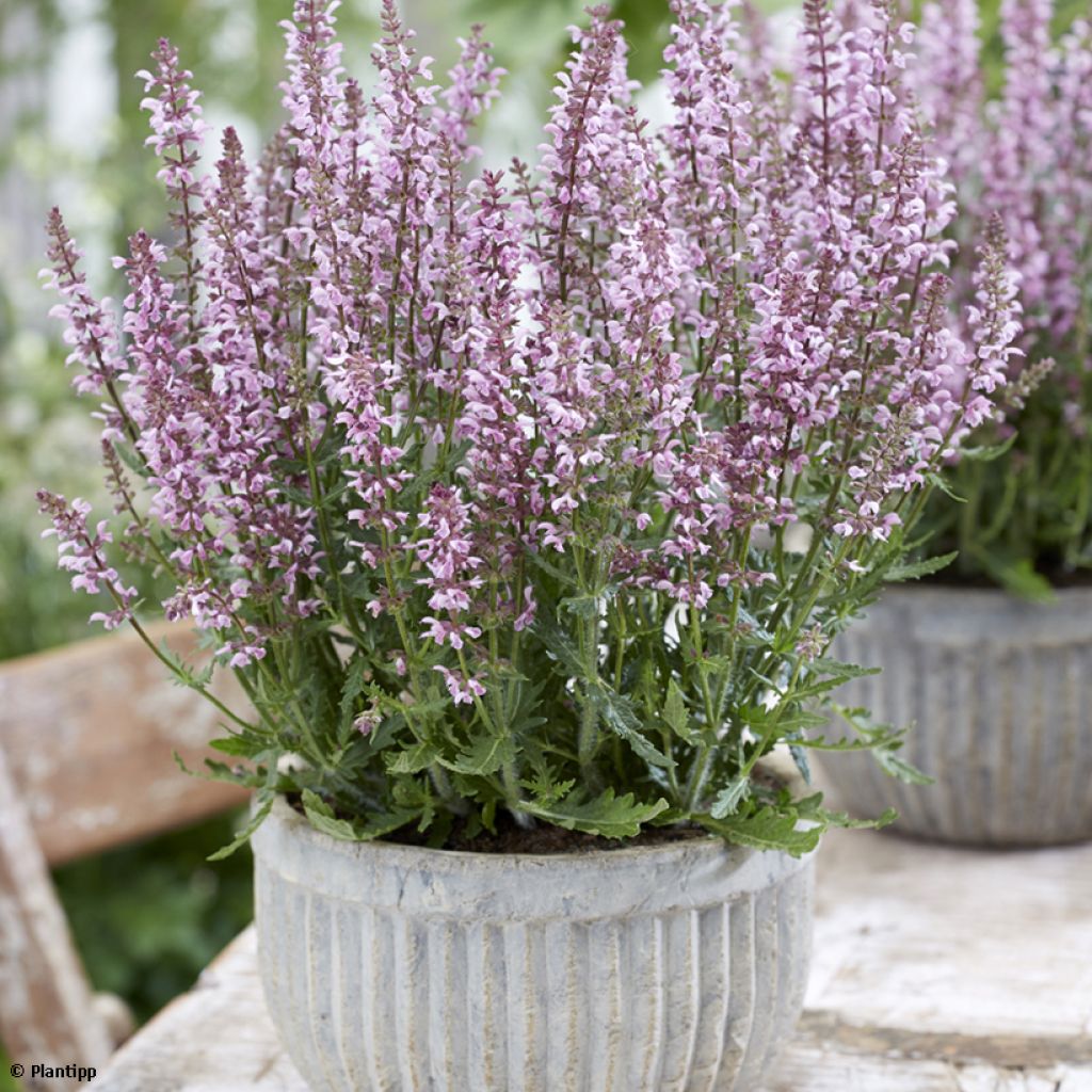 Salvia nemorosa Feathers Flamingo - Sauge des bois 