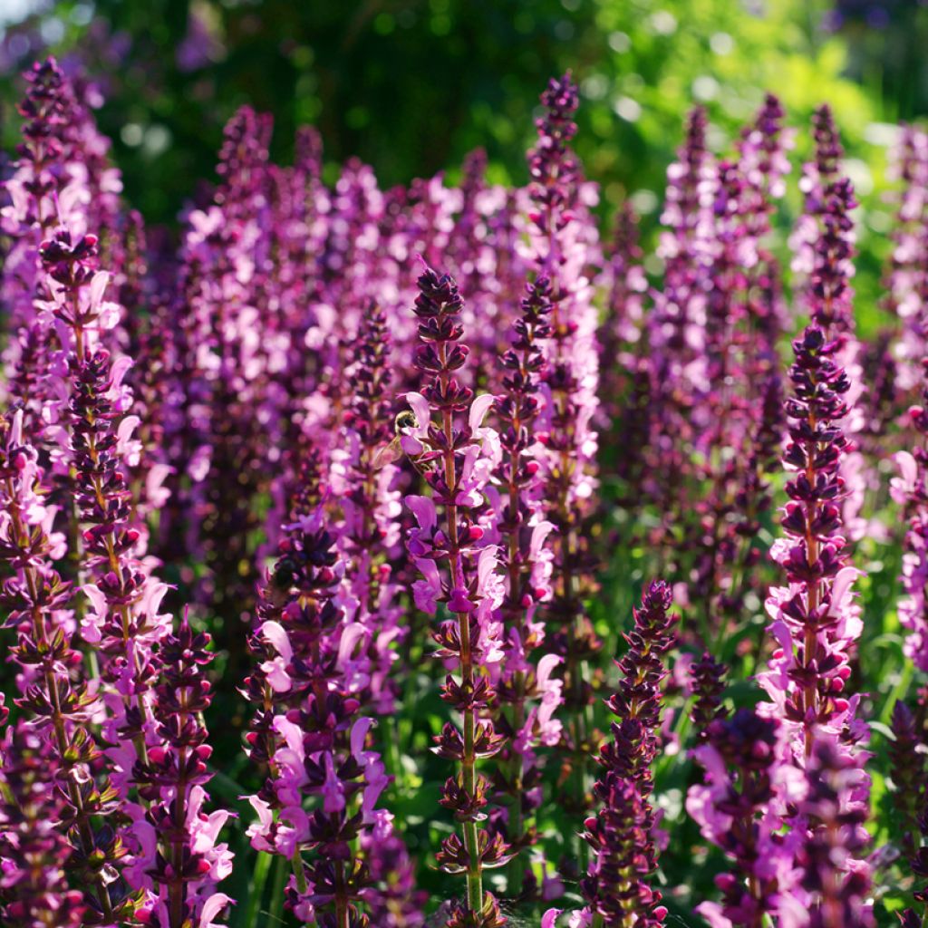 Salvia sylvestris Lyrical Rose - Steppen-Salbei