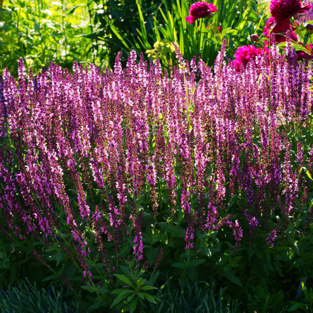 Salvia sylvestris Lyrical Rose - Steppen-Salbei