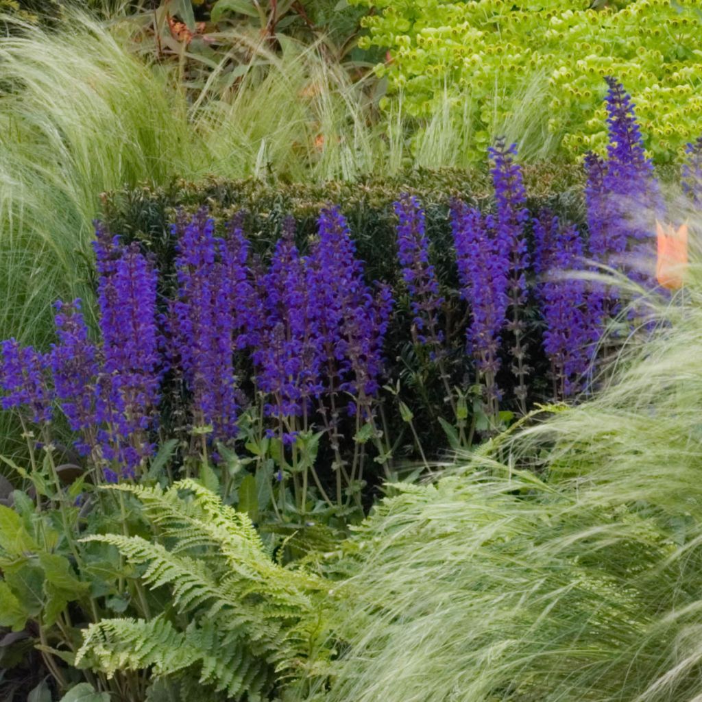 Salvia nemorosa Mainacht - Steppen-Salbei