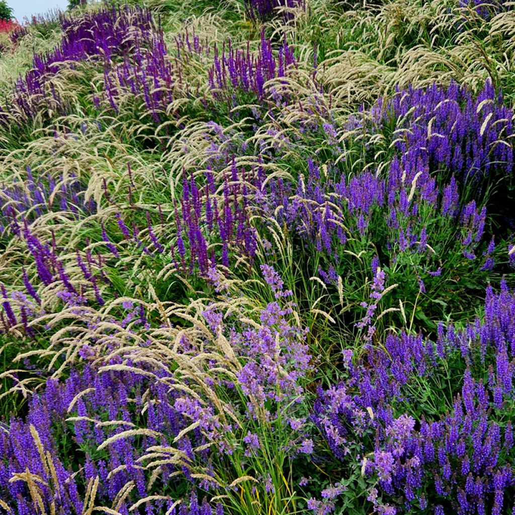 Salvia nemorosa Mainacht - Steppen-Salbei