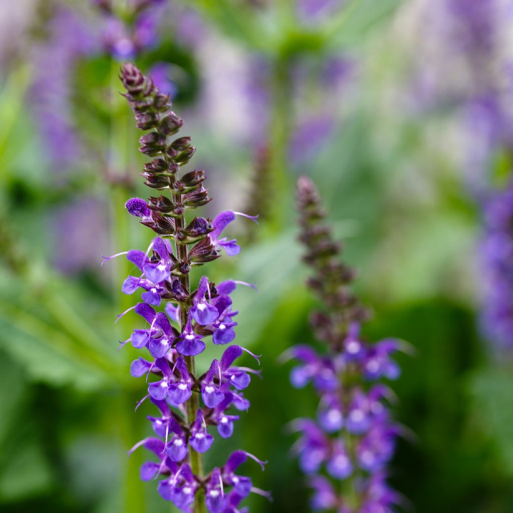 Salvia nemorosa Mainacht - Steppen-Salbei