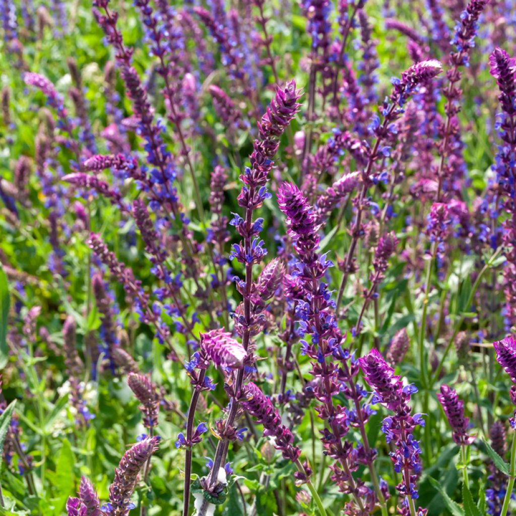 Salvia nemorosa Ostfriesland - Steppen-Salbei