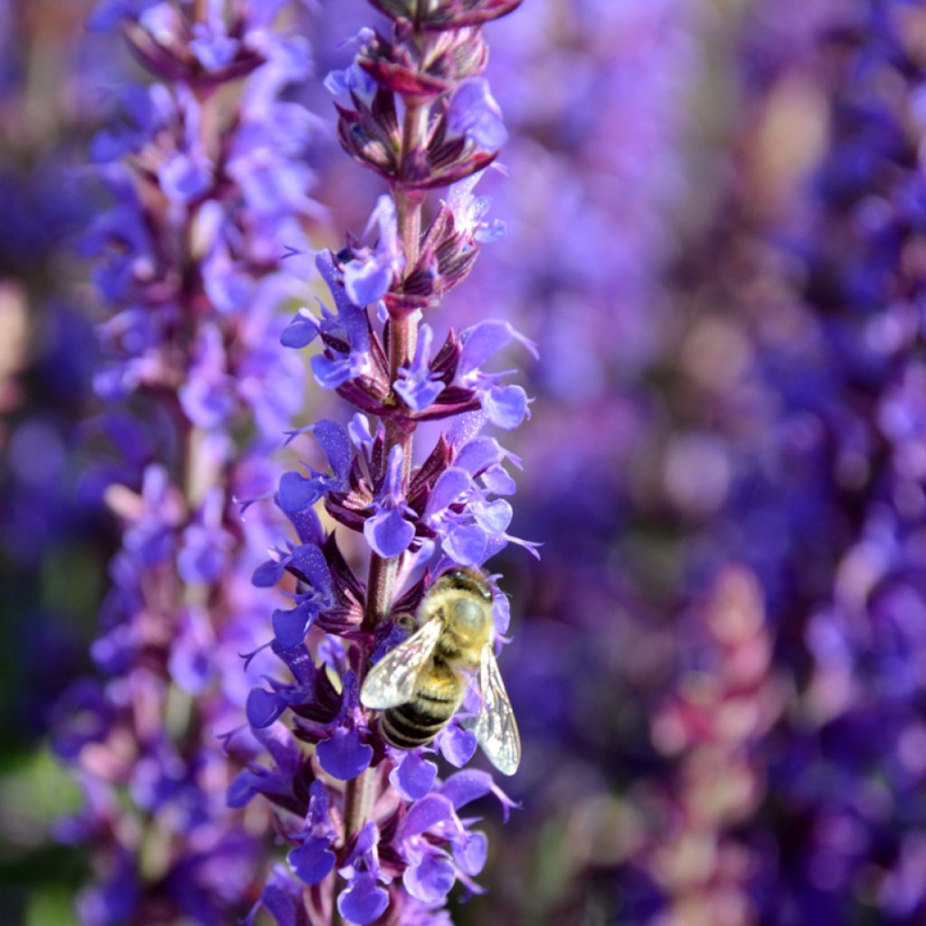 Salvia nemorosa Ostfriesland - Steppen-Salbei