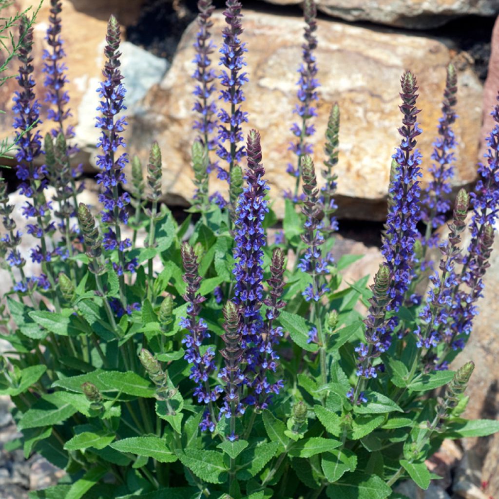 Salvia nemorosa Ostfriesland - Steppen-Salbei