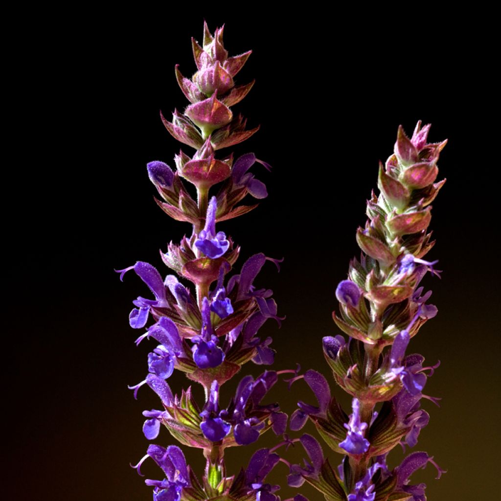 Salvia nemorosa Ostfriesland - Steppen-Salbei