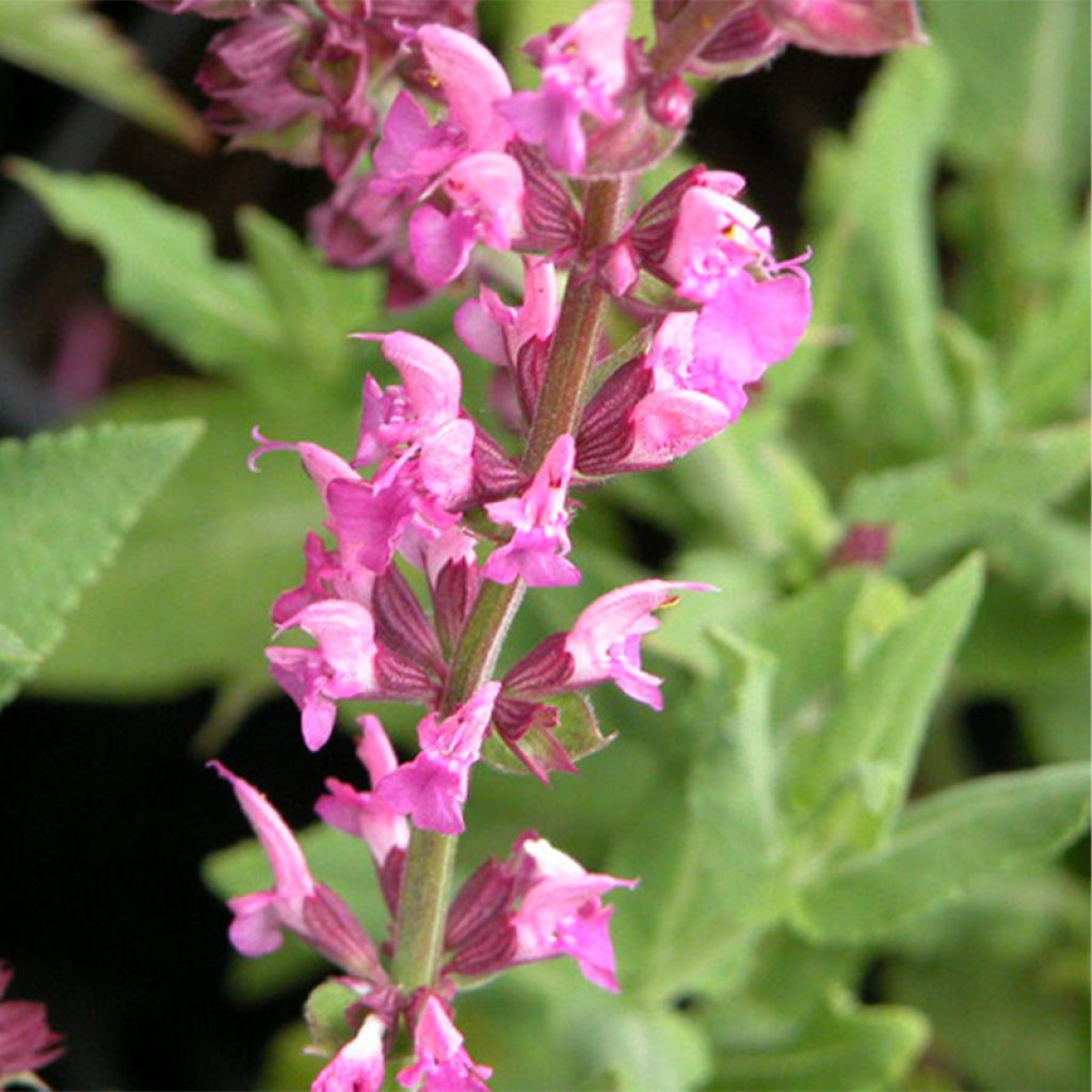 SALVIA nemorosa Rose Queen (Rosakönigin) - Sauge des bois 