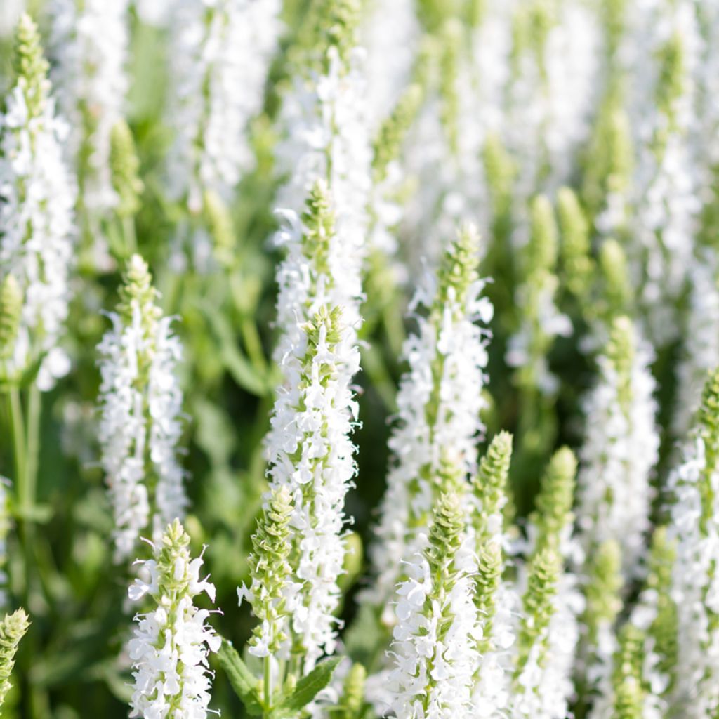 Salvia nemorosa Salute White - Steppen-Salbei