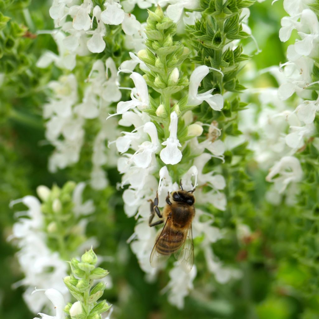 Salvia nemorosa Salute White - Sauge des bois