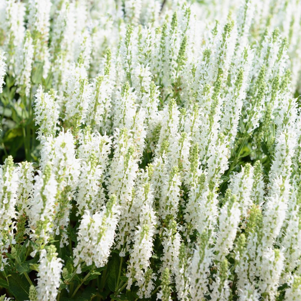 Salvia nemorosa Salute White - Sauge des bois