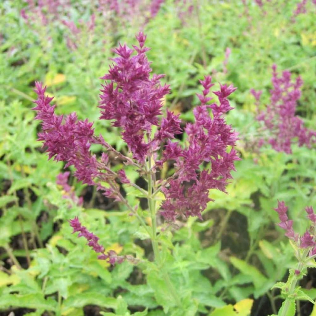 Salvia nemorosa Schwellenburg - Steppen-Salbei