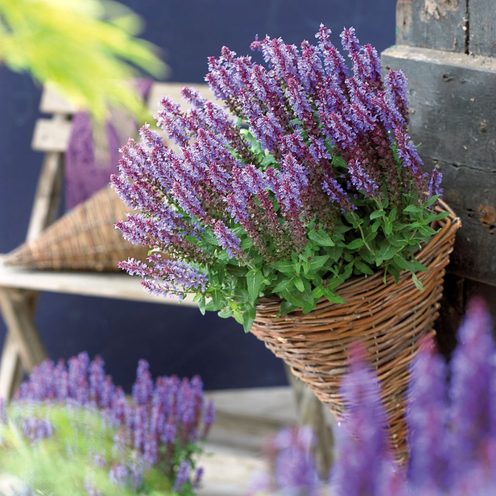 Salvia nemorosa Sensation Deep Blue - Steppen-Salbei