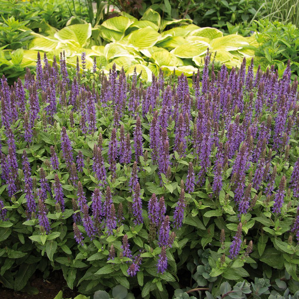 Salvia nemorosa Sensation Deep Blue - Steppen-Salbei