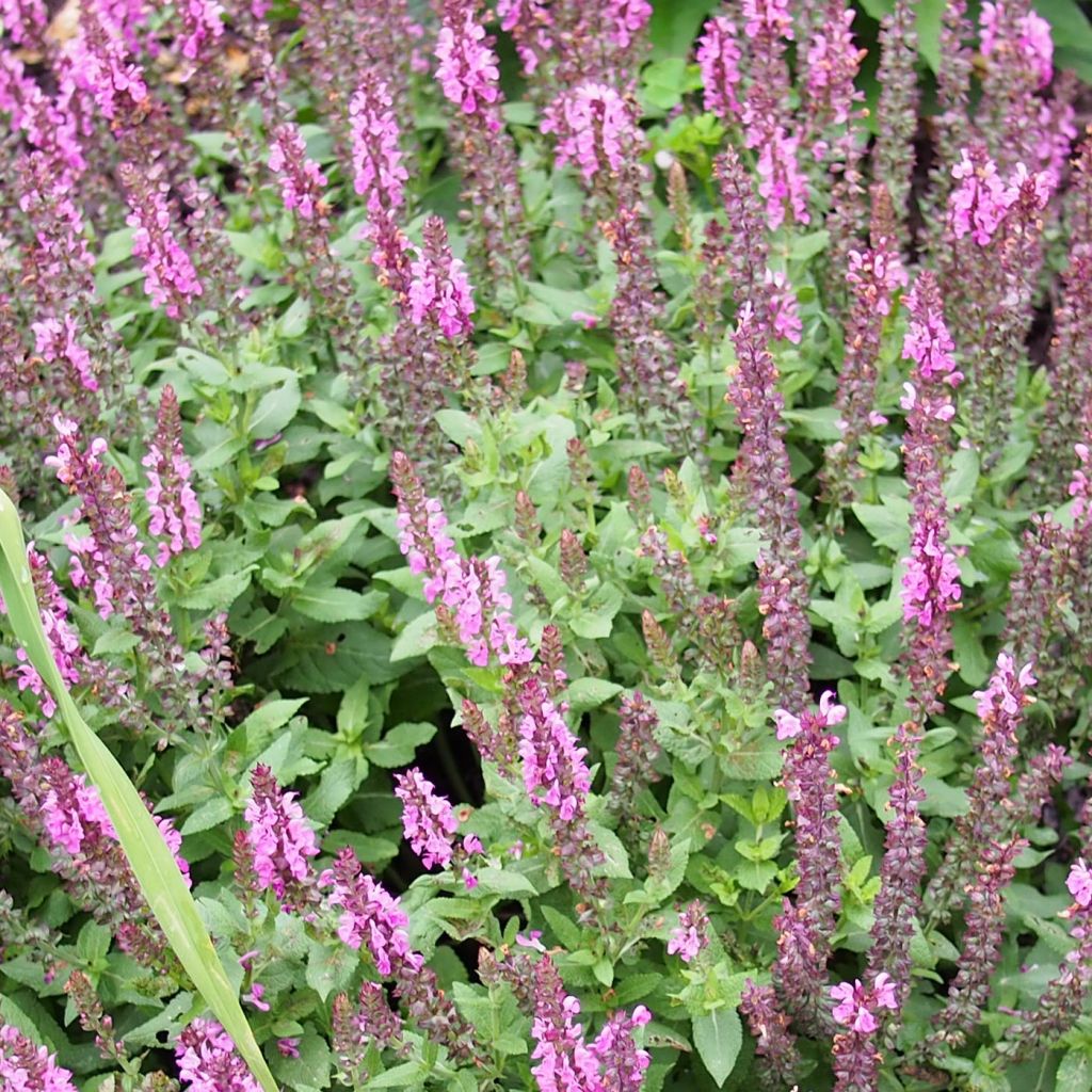 Salvia nemorosa Sensation Rose - Steppen-Salbei