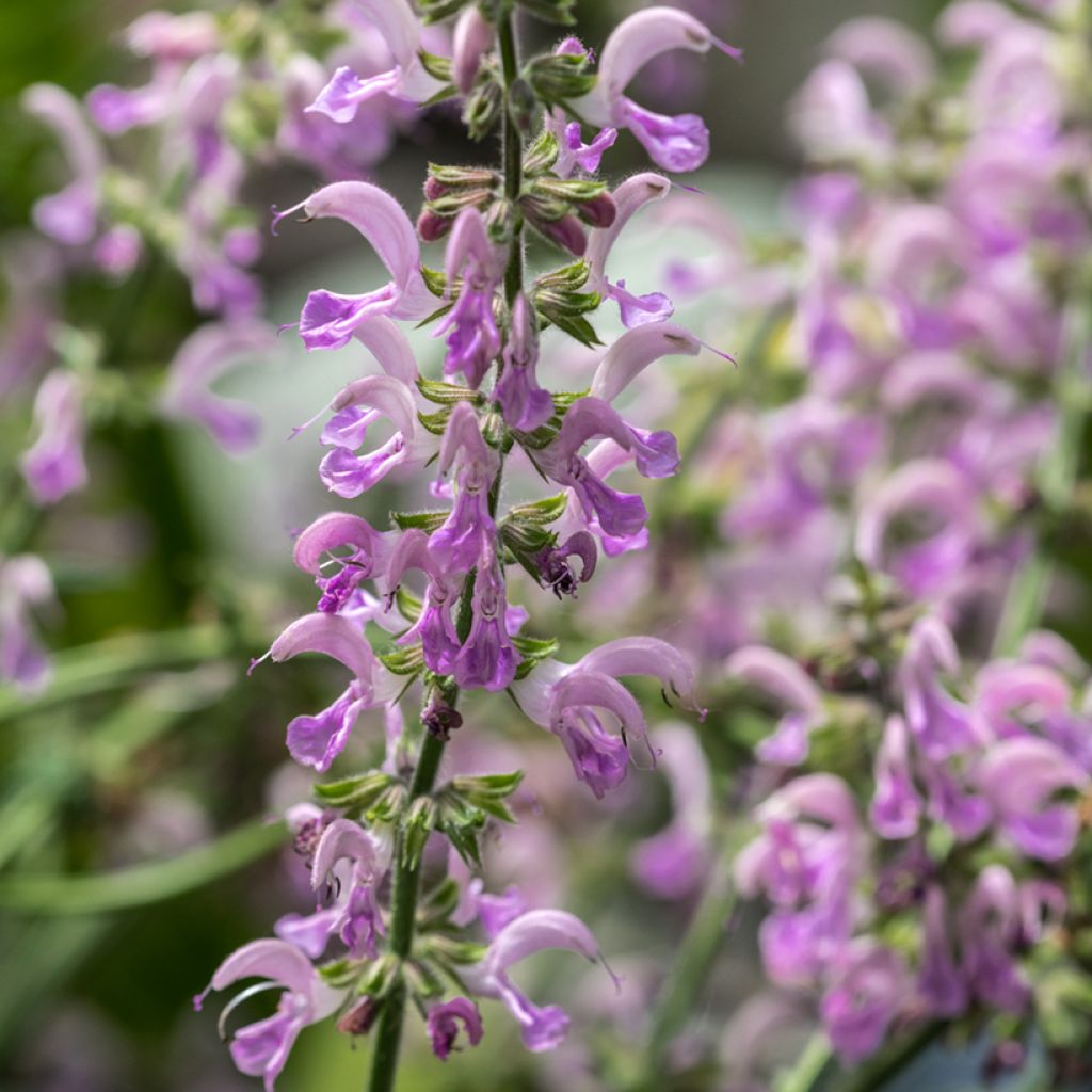 Salvia nemorosa Sensation Rose - Steppen-Salbei