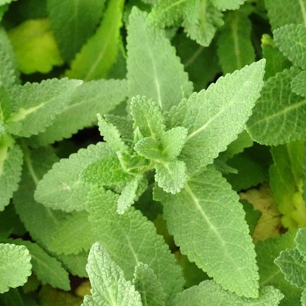 Salvia nemorosa Sensation White - Steppen-Salbei