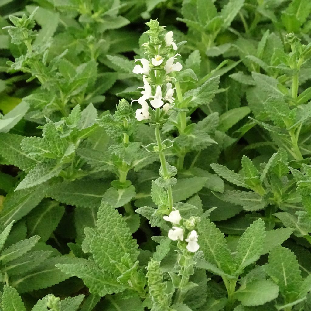 Salvia nemorosa Sensation White - Steppen-Salbei