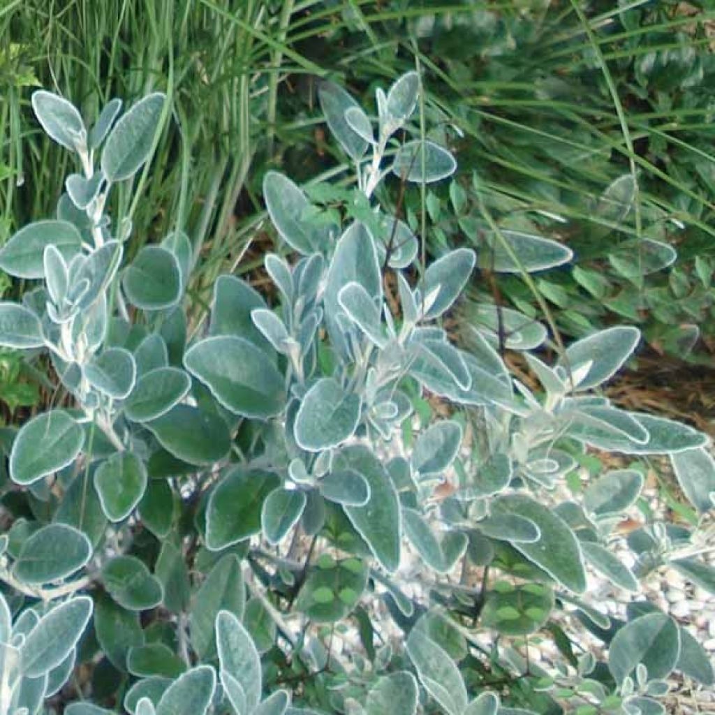 Echter Salbei Berggarten - Salvia officinalis