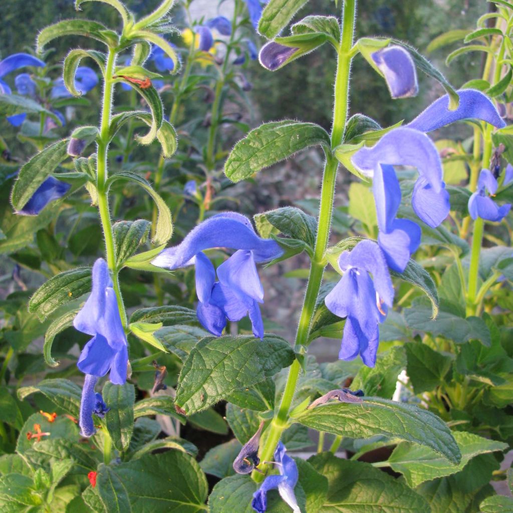 Salvia patens - Sauge gentiane