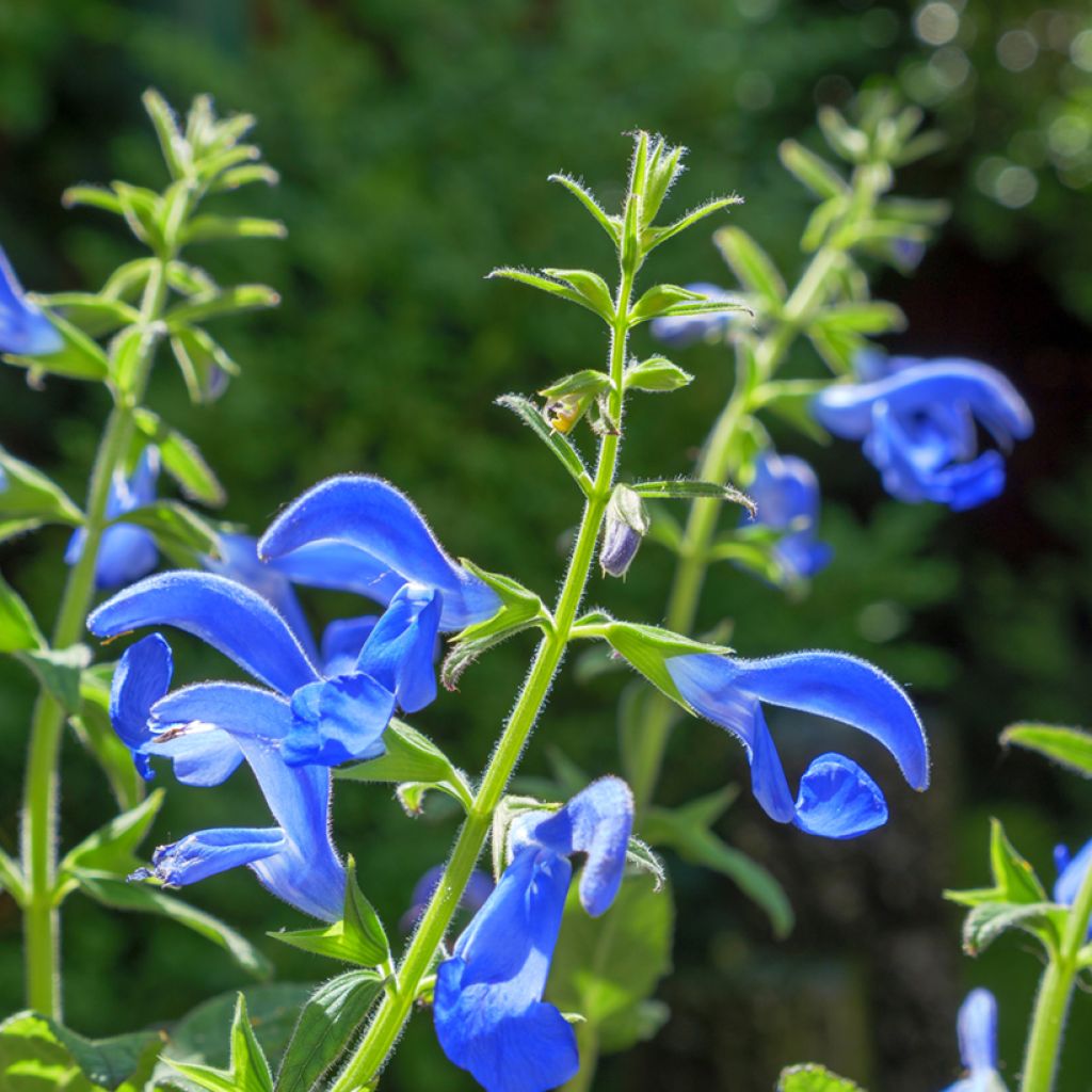 Salvia patens Royal Blue - Mexikanischer Salbei