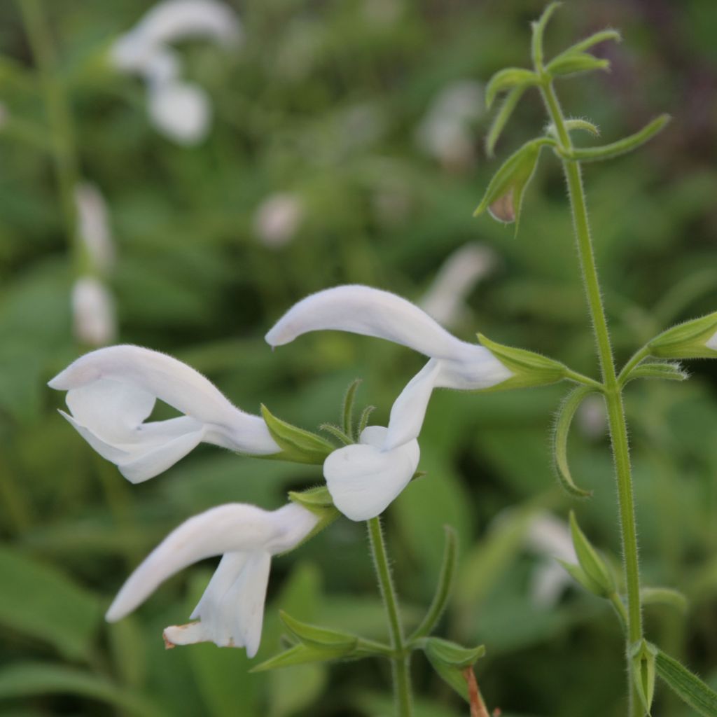 Salbei White Trophy - Salvia patens