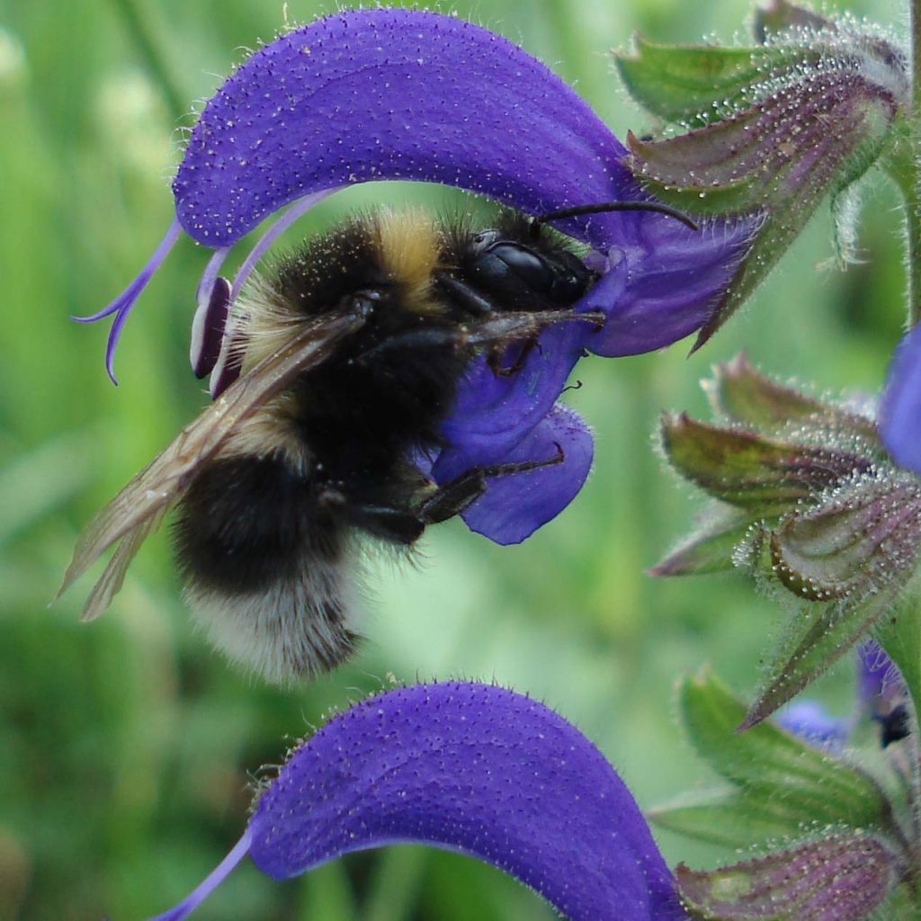 Salvia pratensis - Wiesensalbei