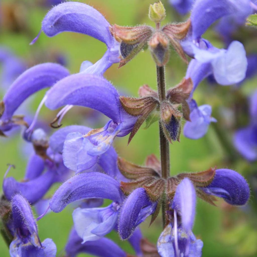 Salvia pratensis - Wiesensalbei