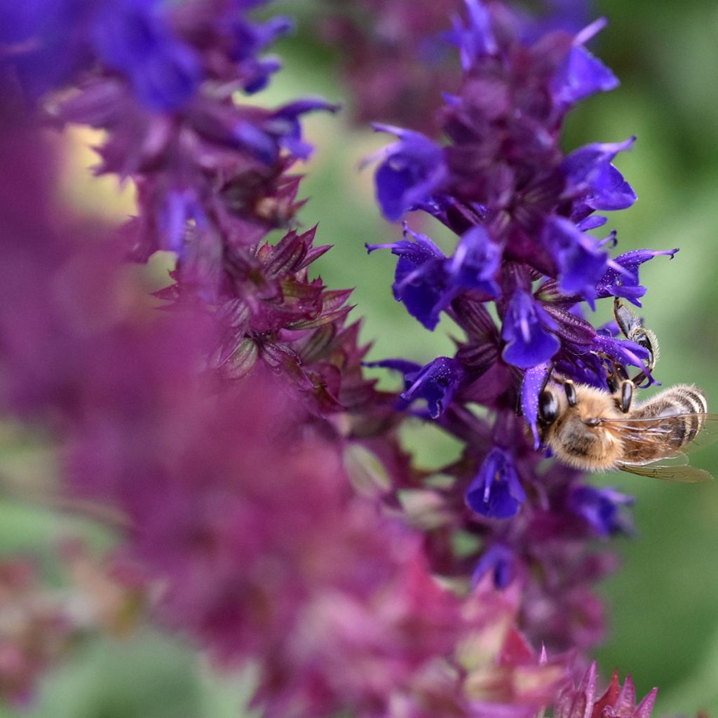 Salvia pratensis Lyrical Blues - Wiesensalbei