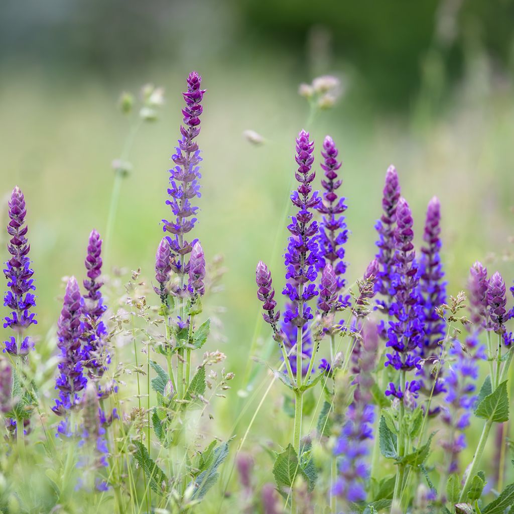 Salvia pratensis Lyrical Blues - Wiesensalbei