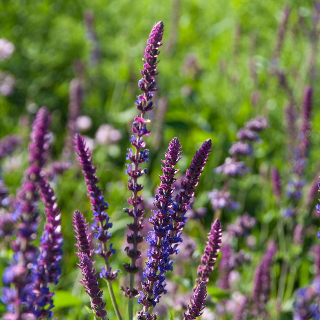 Salvia pratensis Lyrical Blues - Wiesensalbei