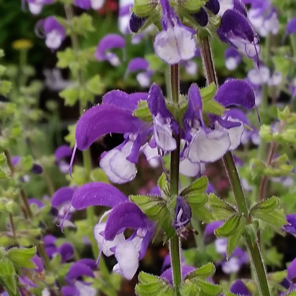 Salvia pratensis Madeline - Wiesensalbei