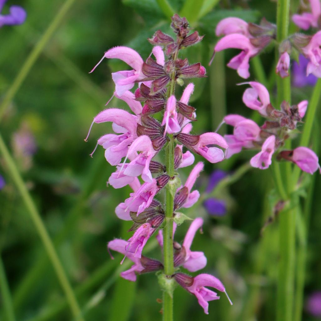 Salvia pratensis Rose Rhapsody - Sauge des près