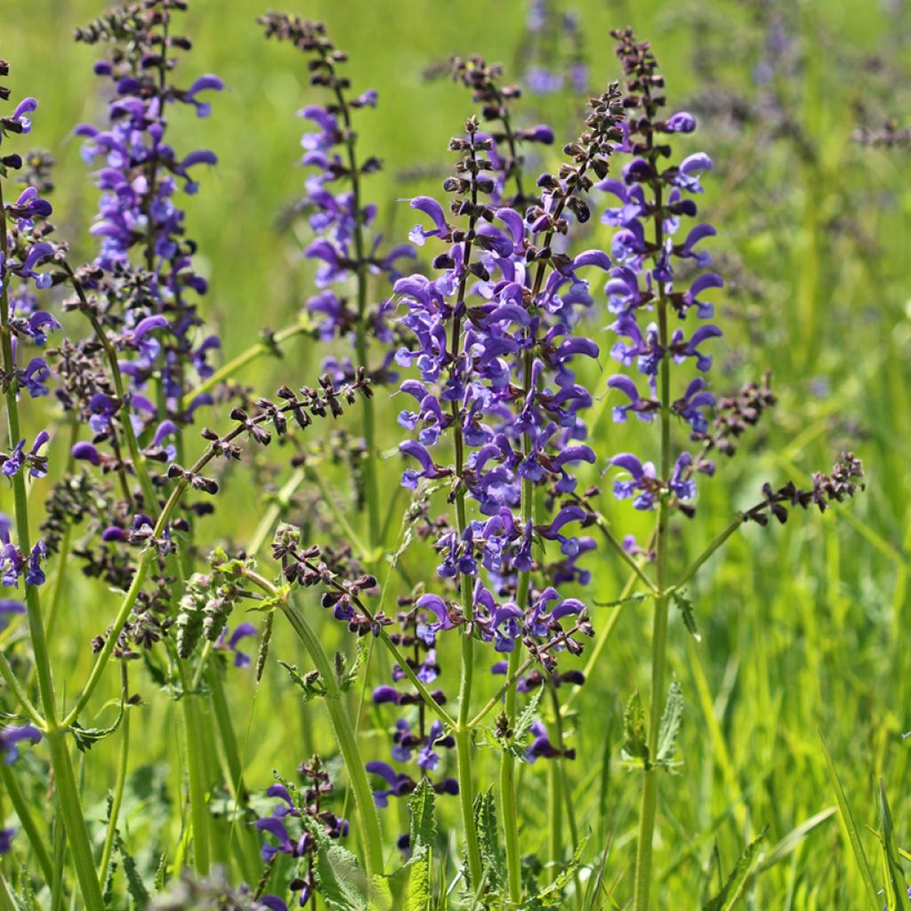 Salvia pratensis - Wiesensalbei