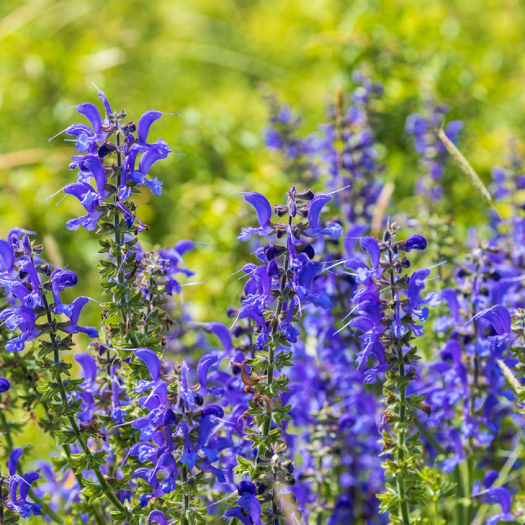 Salvia pratensis - Wiesensalbei