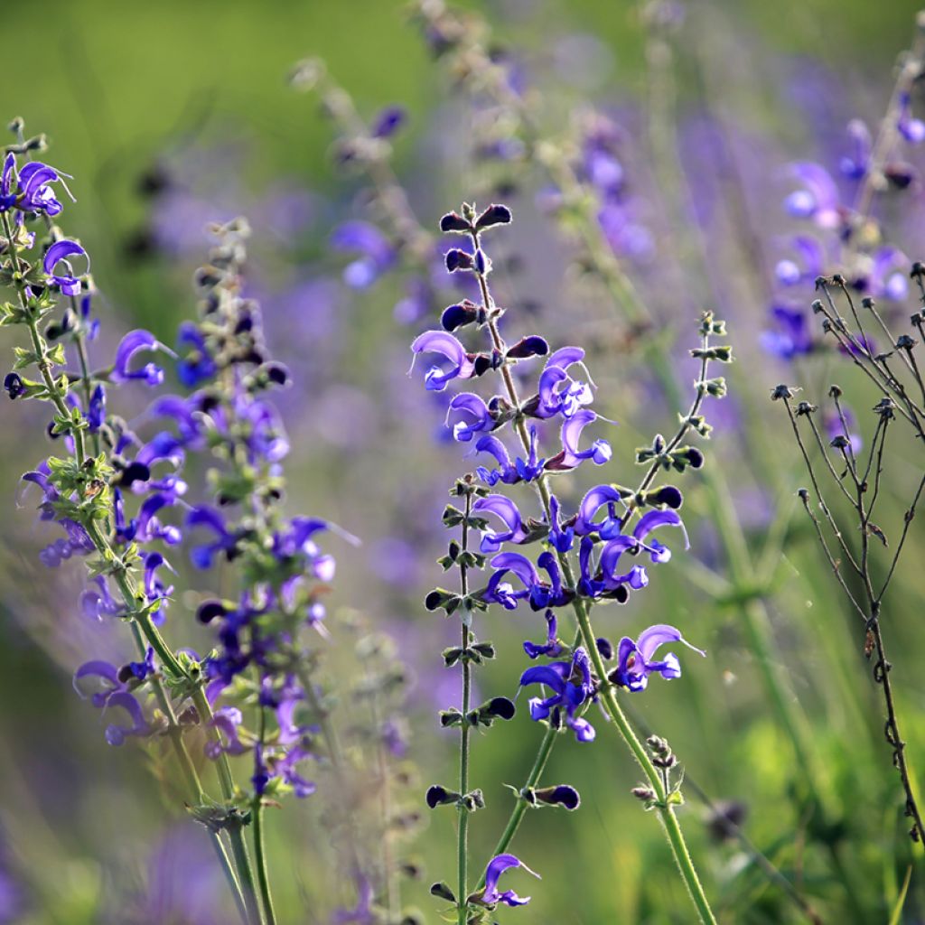 Salvia pratensis - Wiesensalbei