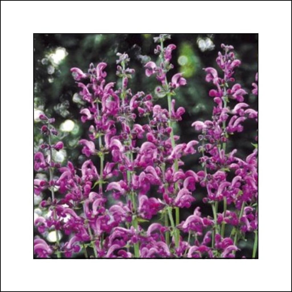 Salvia pratensis Sweet Esmeralda - Wiesensalbei